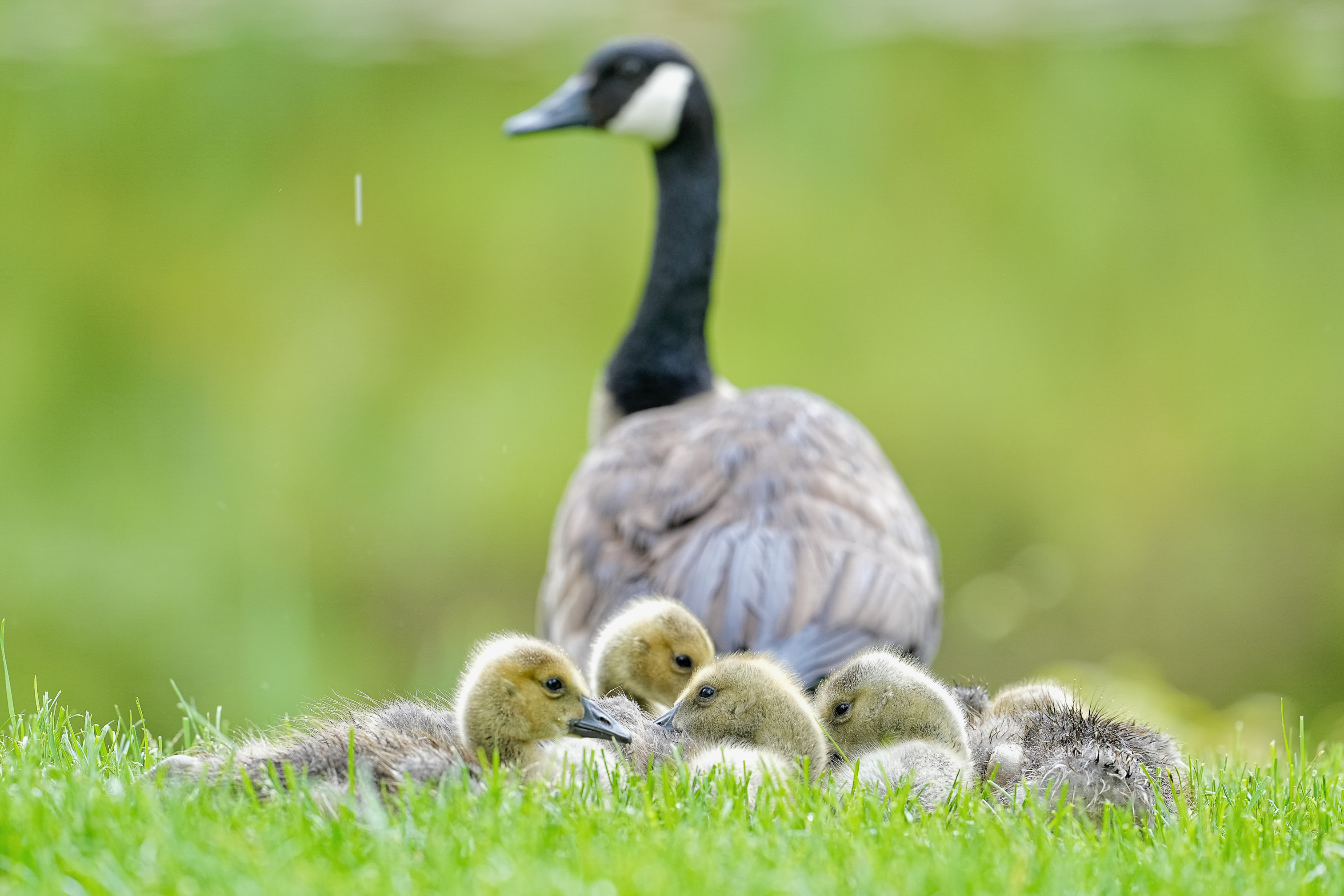 Animals and Their Young